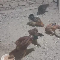 فروش مرغ و خروس لاری|حیوانات مزرعه|شاهنجرین, |دیوار