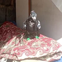 کفتر سوسکی|پرنده|قوچان, |دیوار