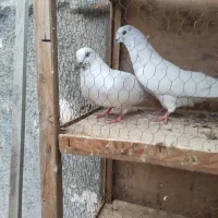 یک جفت کله خال