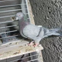 کبوتر|پرنده|اصفهان, عمان سامانی|دیوار