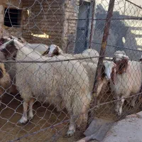 بره پرواری درجه ۱