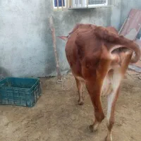 گاو وگوساله