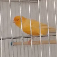 قناری فروشی|پرنده|محمدشهر, شهرک چمران|دیوار