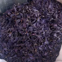 عطاری گانودرما