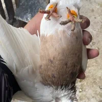 کفتر طوقی|حیوانات|سبزوار, امام خمینی (ناوی)|دیوار