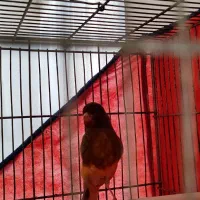 قناری نر ابلغ سرخ سرخ