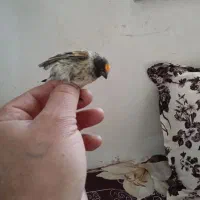 سهره گلبسر نر|پرنده|خسروشاه, |دیوار