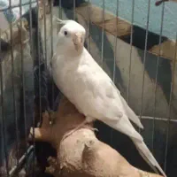 عروس هلندی ماده البینو