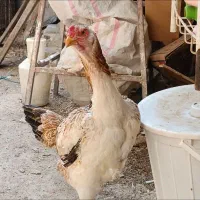 مرغوجوجه