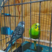 مرغ عشق دورگه