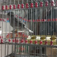 قناری گلستر نر بخوان