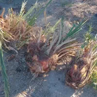 پاجوش برحی اصل دانه درشت