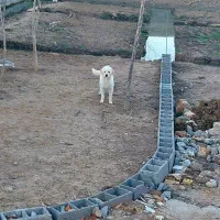 واگذاری سگ|سگ|رشت, آب آسیاب|دیوار