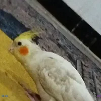 گم شده چیتو فوری مجدگانی هر چیزی