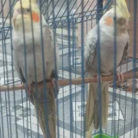 عروس هلندی