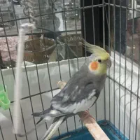 عروس هلندی نر بالغ