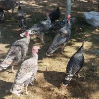 بوقلمون|حیوانات مزرعه|یاسوج, |دیوار