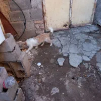 سگ با کوتاه|سگ|بم, |دیوار