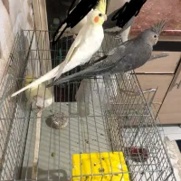 دو عدد عروس هلندی گمشده