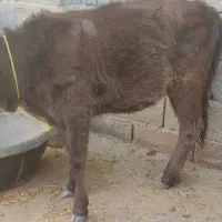 دو راس گوساله ماده نژاد دار|حیوانات مزرعه|جیرفت, |دیوار