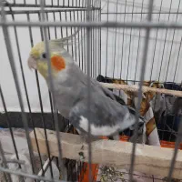 عروس هلندی نر