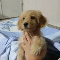 توله سگ میکس پودل وماتیز|سگ|شیراز, فرگاز|دیوار