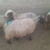 فروش ۵۰راس میش یاگوسفند داشتی|حیوانات مزرعه|شیراز, کوشک بیدک|دیوار