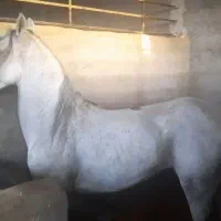 کامران ،کاوه، کارن|اسب و تجهیزات اسب‌سواری|اصفهان, باغ زرشک|دیوار