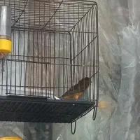 قناری ماده آماده فروشی