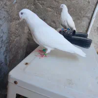 ی جفت کبوتر بمبویی شرط فر