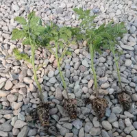 گوجه فرنگی گلخانه‌ای