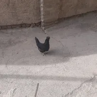 مرغ تخم گذارسیاه