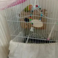 طوطی برزیلی|پرنده|بومهن, |دیوار