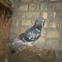 کبوتر پلاکی نرمست|پرنده|اهواز, سپیدار|دیوار