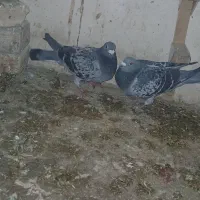 جفت بدرنگ پلاکی اصل