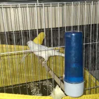 2 عدد قناری ماده زرد و موزاییکی رده دار|پرنده|ری, سیزده آبان|دیوار
