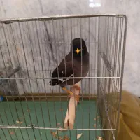 فروش مرغ مینا