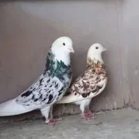 کبوتر رفته