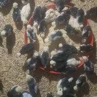 جوجه لهستانی 15 روزه