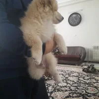 واگذاری سگ پامر