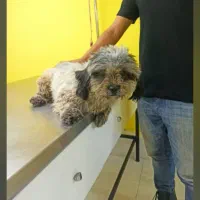 سگ شیتزو خونوادگی|سگ|قائمشهر, |دیوار