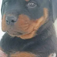 توله سگ روتوایلر سایز بزرگ|سگ|تهران, ایوانک|دیوار