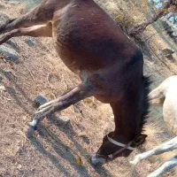 فروش قاطر 8سال