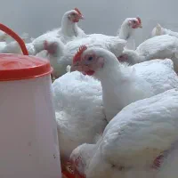 مرغ سبز زنده کیلویی ۳۰۰