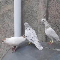 کبوتر|پرنده|مشهد, ایثار|دیوار