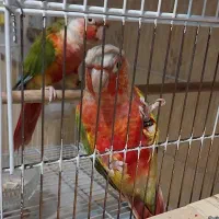 جفت گرینچیک آناناسی دبل رد اکستریم نر و ماده بالغ