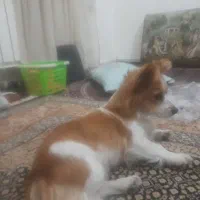 سگ گم شده..|سگ|سنندج, |دیوار