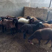 بره ماده همو وهترو