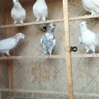 کبوتر پروازی ساعت بالا