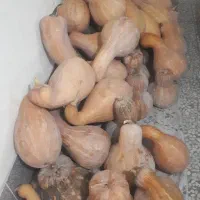 کدو حلوایی